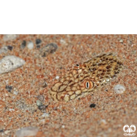 گونه مار بوآی شنی خوزستان Arabian Sand Boa